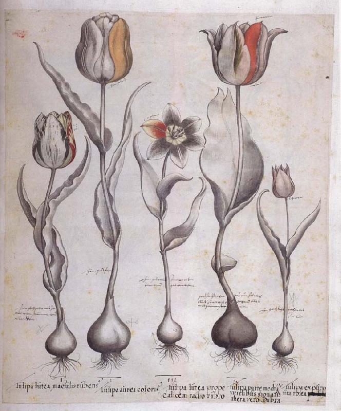 Basilius Besler Drawing for the Hortus Eystettensis Sweden oil painting art